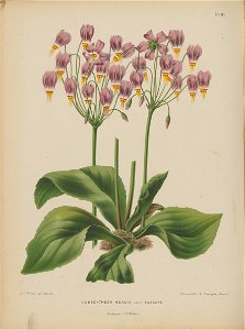 Afbeelding-022-Dodecatheon meadia