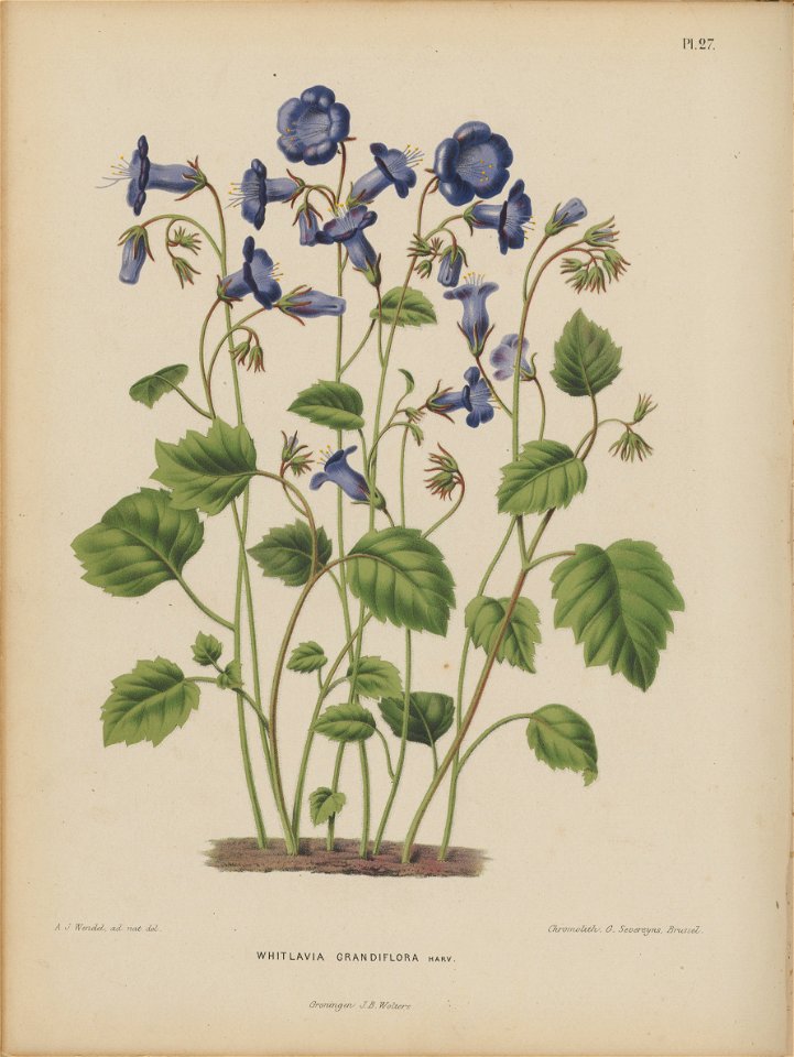 Afbeelding-028-Phacelia spec