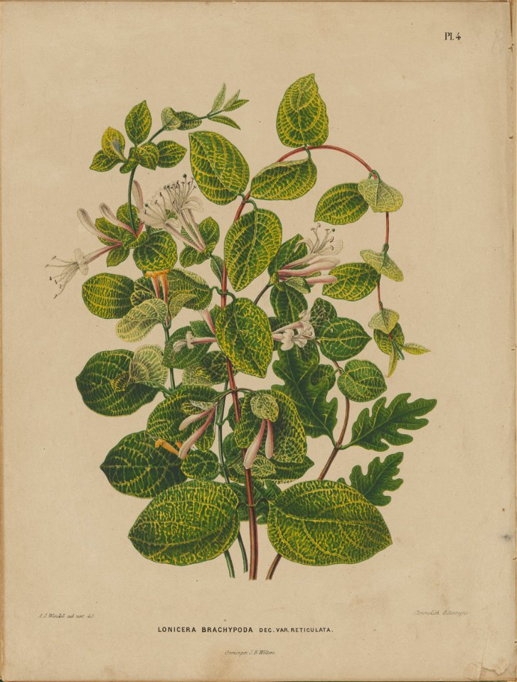 Afbeelding-004-Lonicera brachypoda