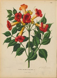 Afbeelding-058-Campsis radicans