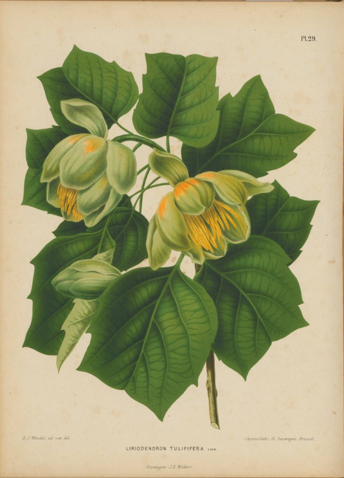 Afbeelding-030-Liriodendron tulipifera