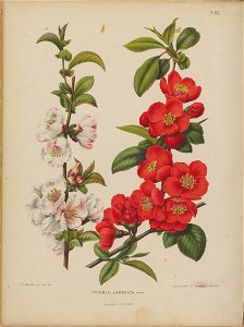 Afbeelding-036-Chaenomeles speciosa