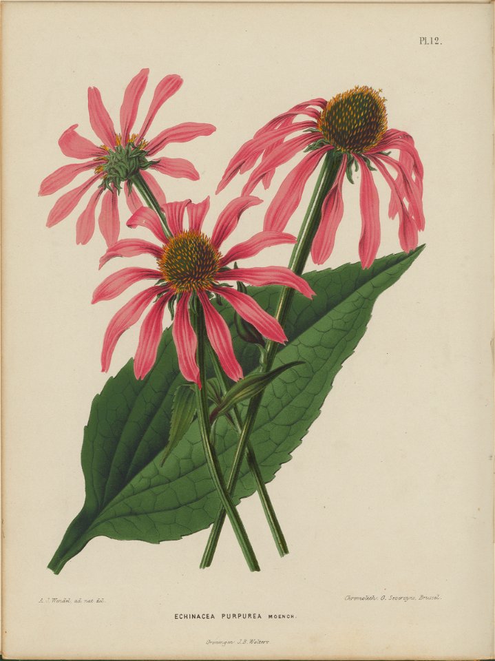 Afbeelding-012-Echinacea purpurea