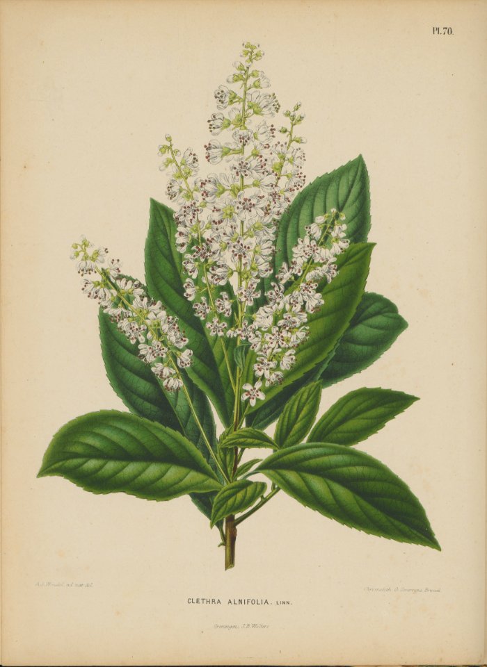Afbeelding-066-Clethra alnifolia L.