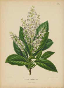 Afbeelding-066-Clethra alnifolia L.