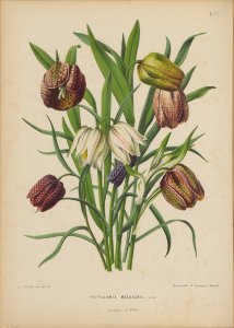 Afbeelding-038-Fritillaria meleagris