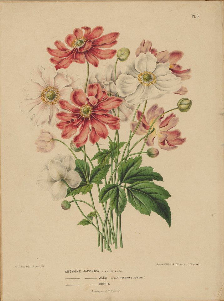 Afbeelding-007-Anemone hupehensis