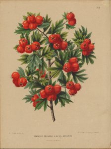Afbeelding-008-Crataegus orientalis