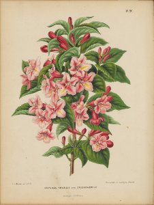Afbeelding-021-Weigela floribunda
