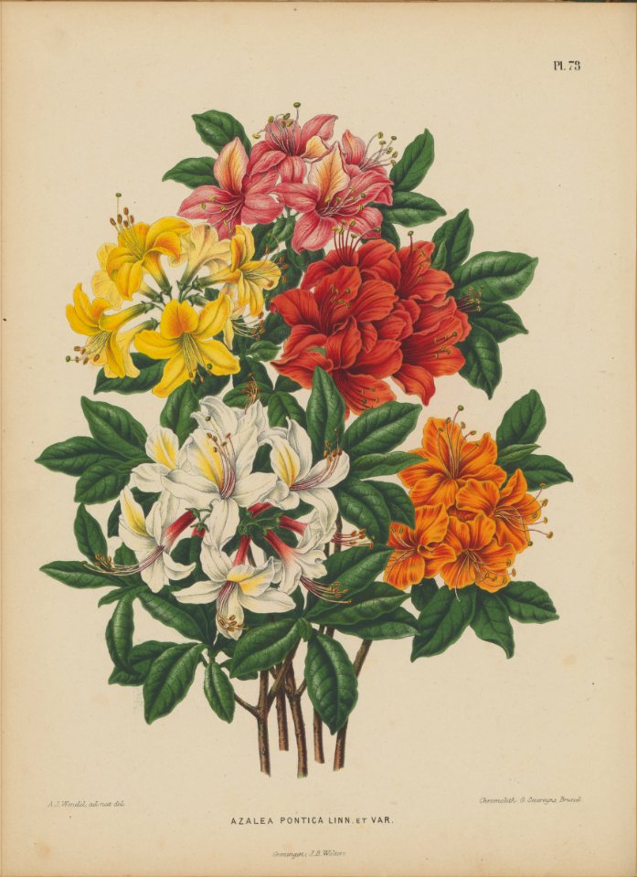 Afbeelding-073-Rhododendron luteum