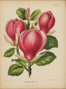 Afbeelding-015-Magnolia x soulangeana