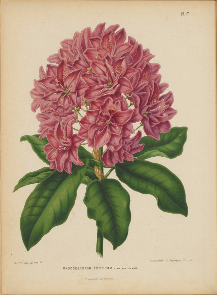 Afbeelding-017-Rhododendron ponticum