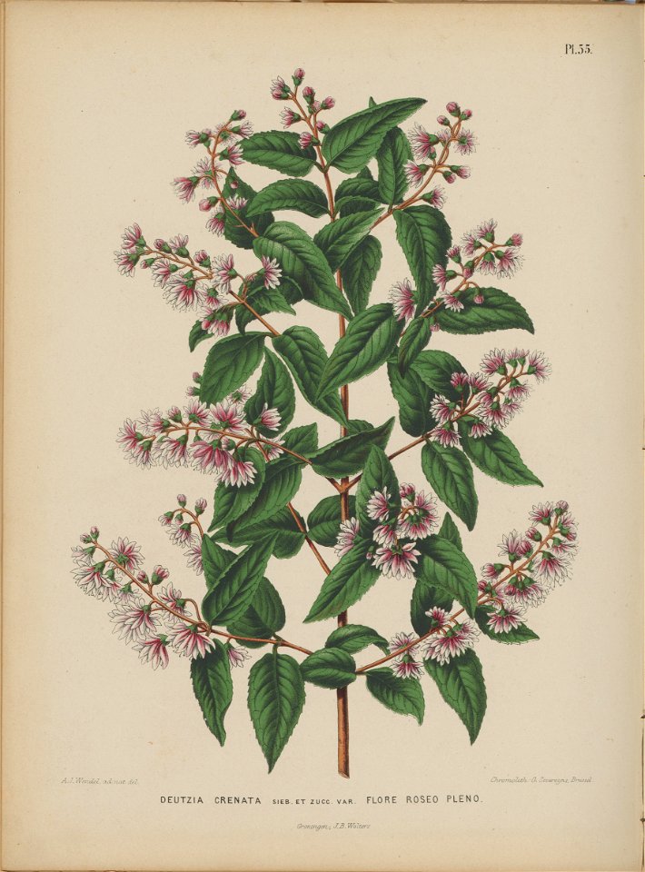 Afbeelding-052-Deutzia crenata