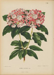 Afbeelding-029-Kalmia latifolia