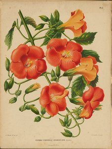 Afbeelding-002-Campsis grandiflora