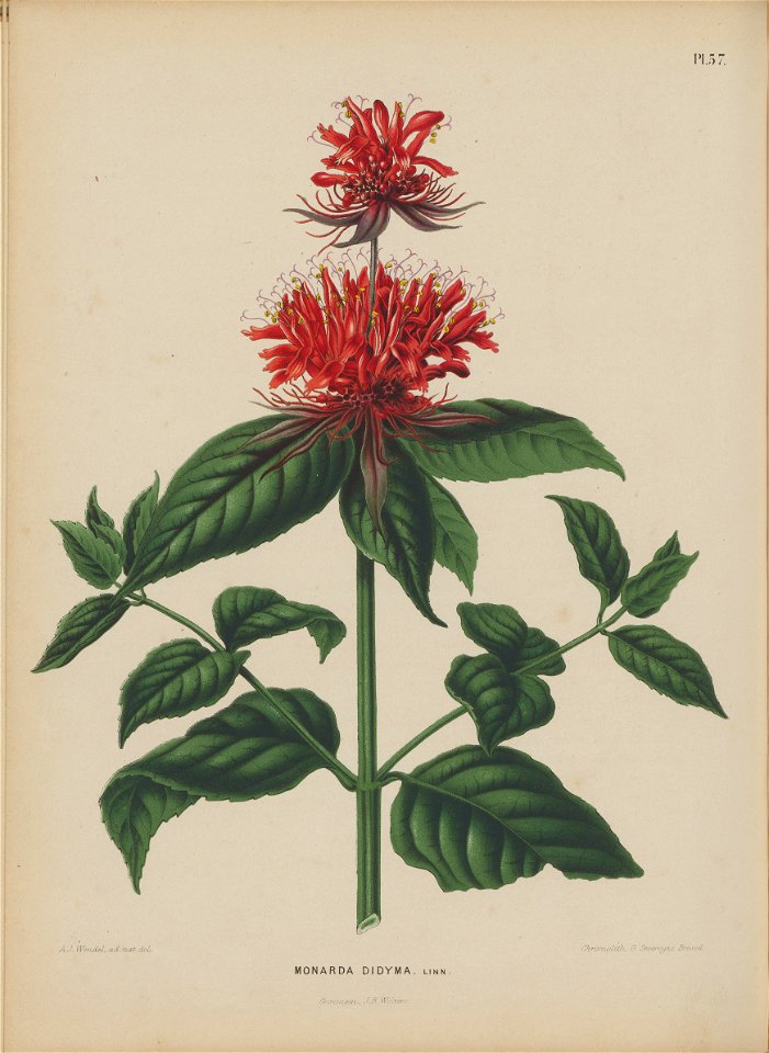 Afbeelding-054-Monarda didyma