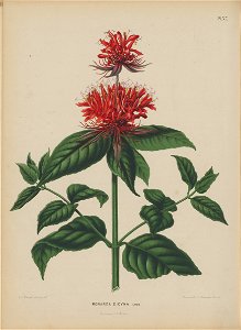 Afbeelding-054-Monarda didyma