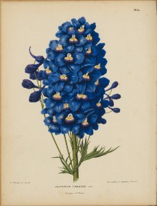 Afbeelding-025-Delphinium formosum