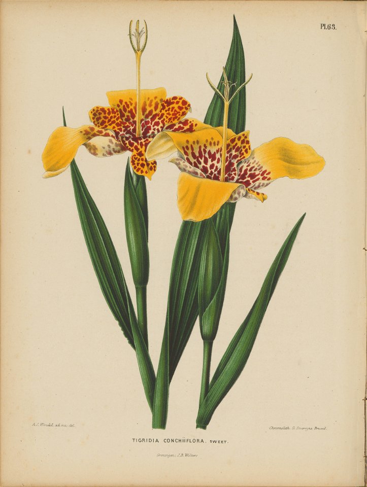 Afbeelding-060-Tigridia pavonia