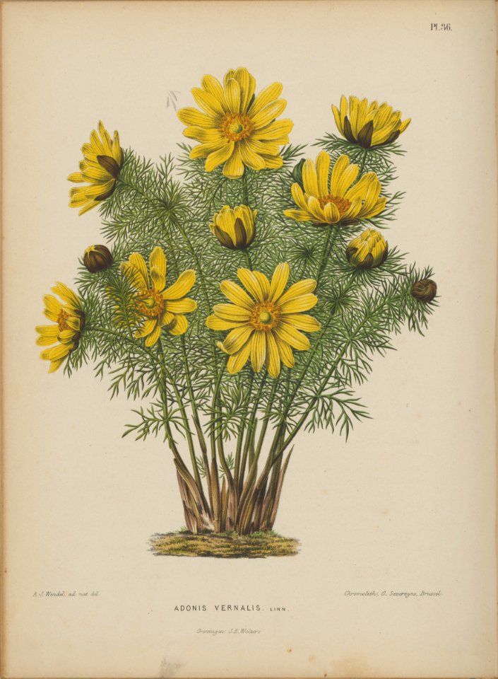 Afbeelding-037-Adonis vernalis