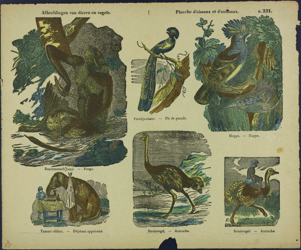 Afbeeldingen van vogels en dieren-Catchpenny print-Borms 0294
