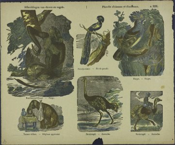 Afbeeldingen van vogels en dieren-Catchpenny print-Borms 0294