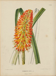 Afbeelding-010-Kniphofia uvaria