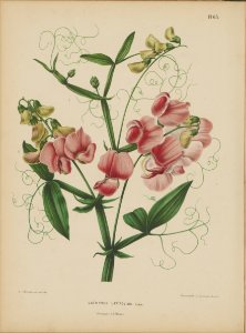 Afbeelding-062-Lathyrus latifolius