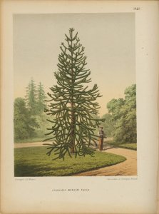 Afbeelding-024-Araucaria araucana