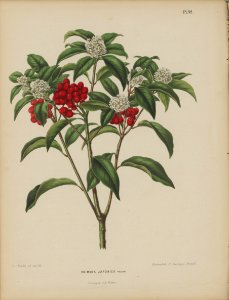 Afbeelding-033-Skimmia japonica