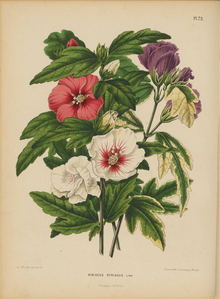 Afbeelding-068-Hibiscus syriacus