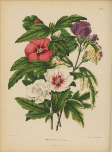 Afbeelding-068-Hibiscus syriacus