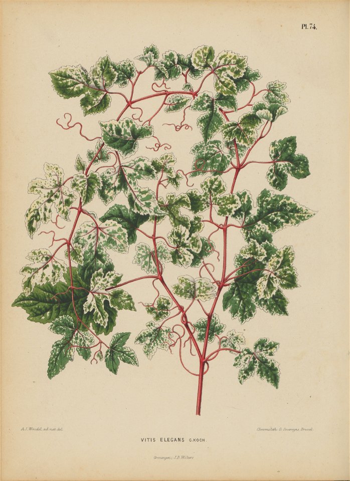 Afbeelding-070-Ampelopsis glandulosa