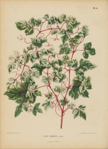 Afbeelding-070-Ampelopsis glandulosa