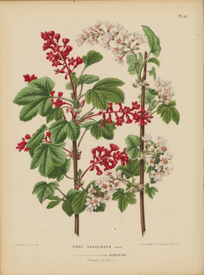 Afbeelding-041-Ribes sanguineum