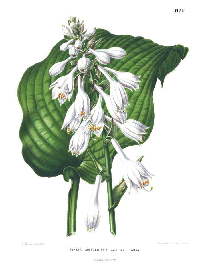 Afbeelding-053-Hosta sieboldiana