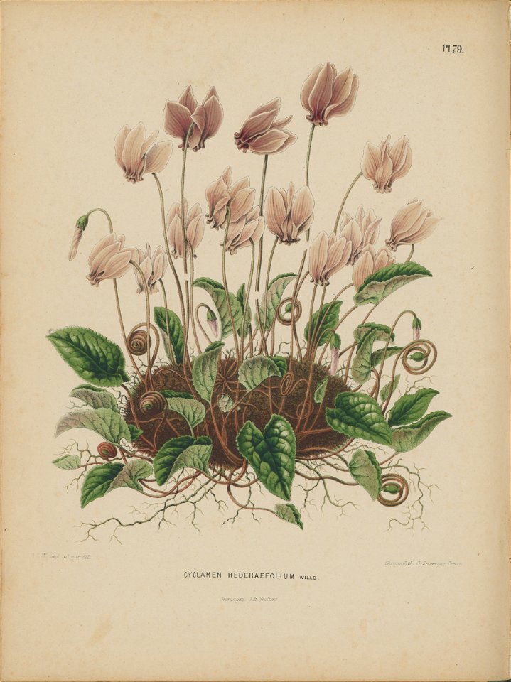 Afbeelding-075-Cyclamen hederifolium