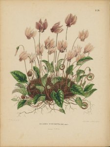 Afbeelding-075-Cyclamen hederifolium