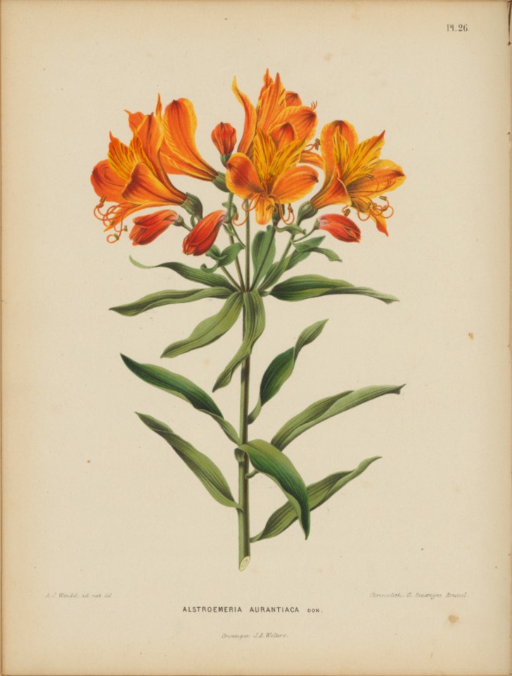 Afbeelding-027-Alstroemeria aurea