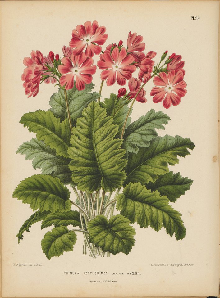 Afbeelding-040-Primula cortusoides