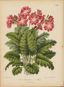 Afbeelding-040-Primula cortusoides