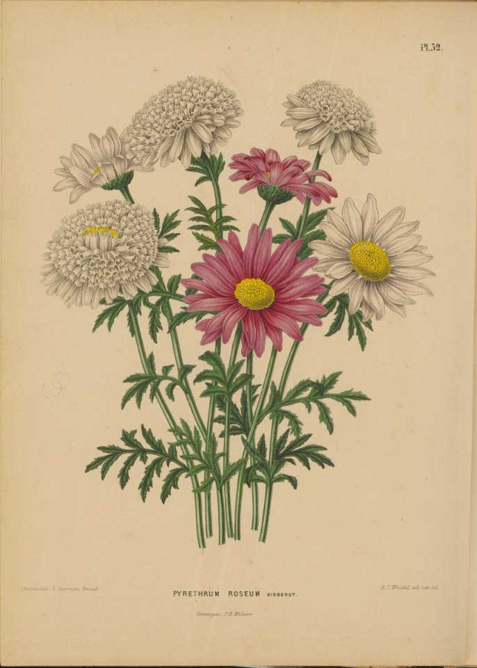 Afbeelding-049-Chrysanthemum coccineum-Pyrethrum Roseum