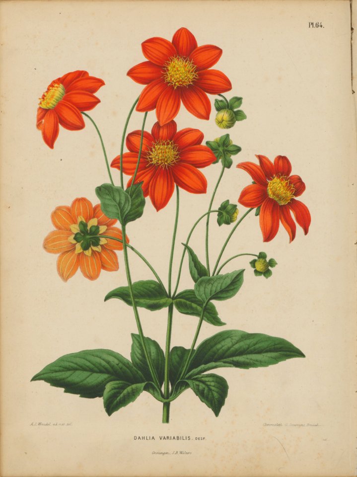 Afbeelding-061-Dahlia variabilis