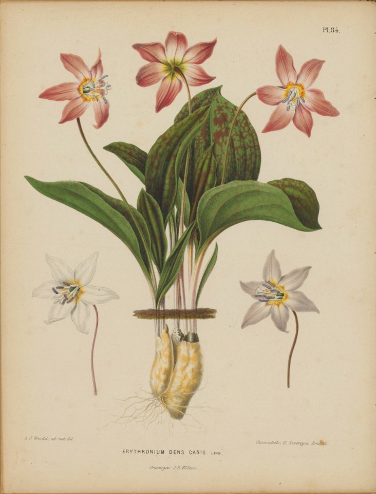 Afbeelding-035-Erythronium albidum