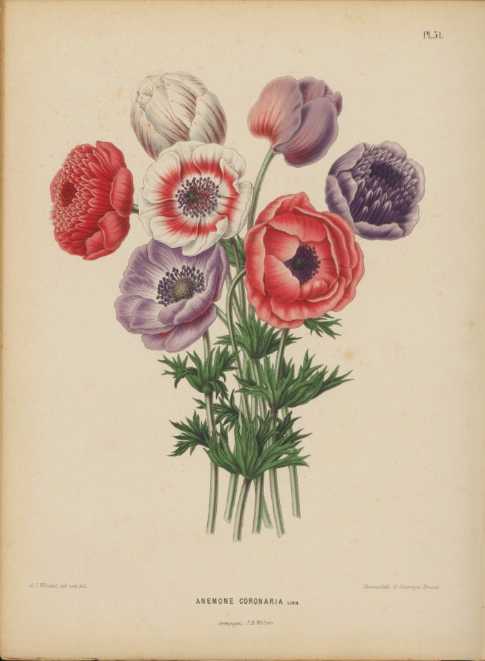 Afbeelding-048-Anemone coronaria