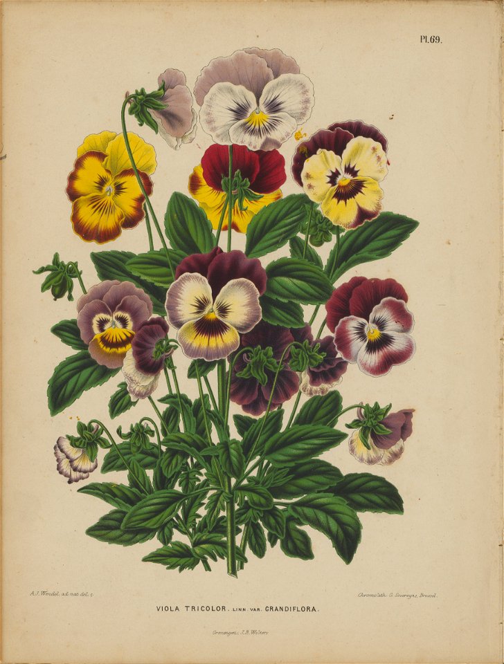 Afbeelding-069-Viola tricolor