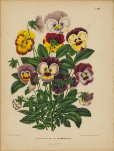 Afbeelding-069-Viola tricolor