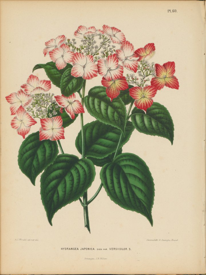 Afbeelding-057-Hydrangea macrophylla