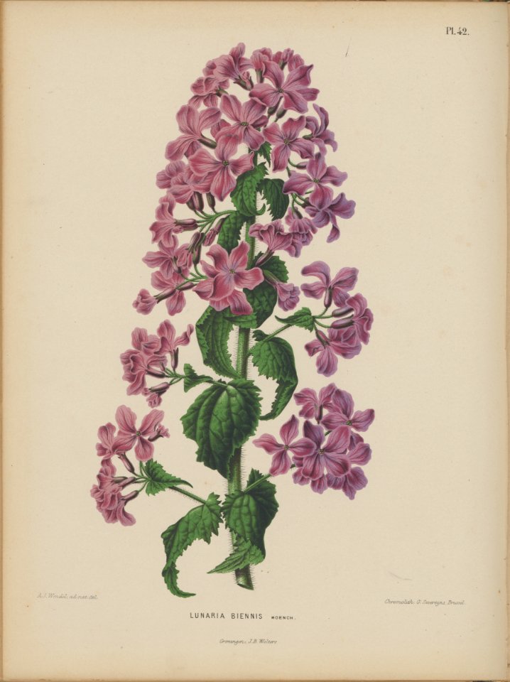 Afbeelding-043-Lunaria annua