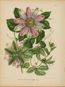 Afbeelding-065-Passiflora Impératrice Eugénie